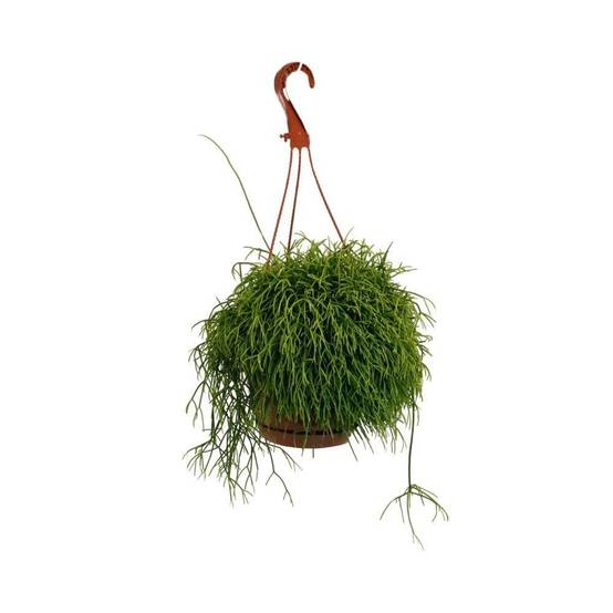 Rhipsalis Cassutha 45cm - Plante d'intérieur- La Green Touch - Image 2