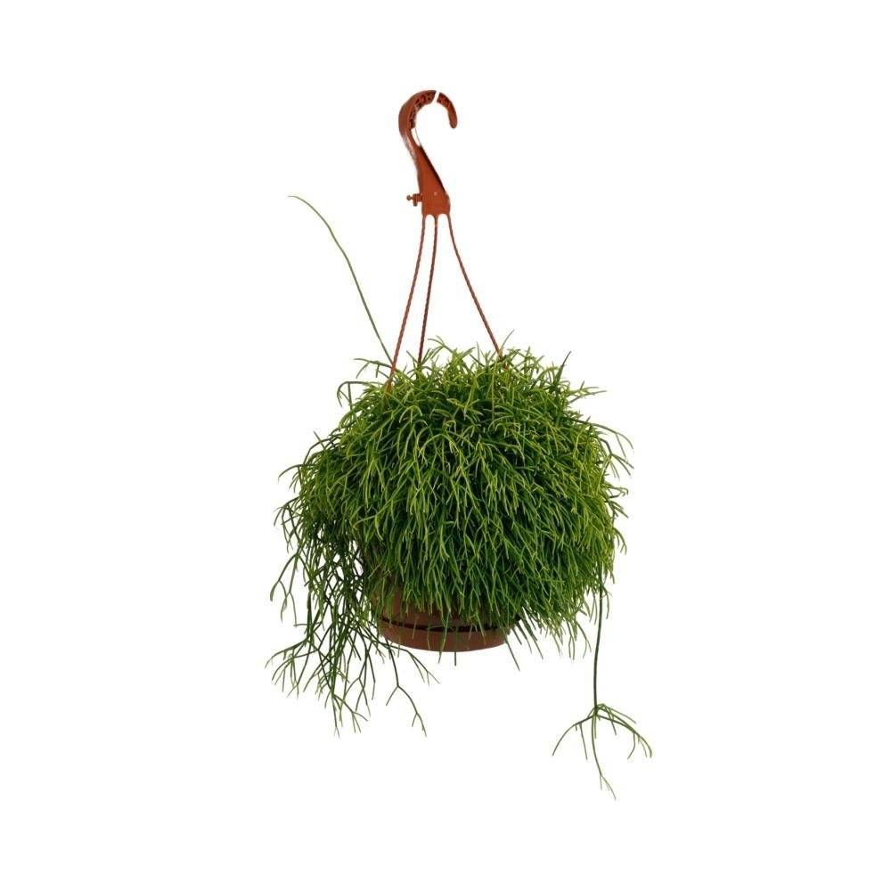 Rhipsalis Cassutha 45cm - Plante d'intérieur- La Green Touch - Image 2