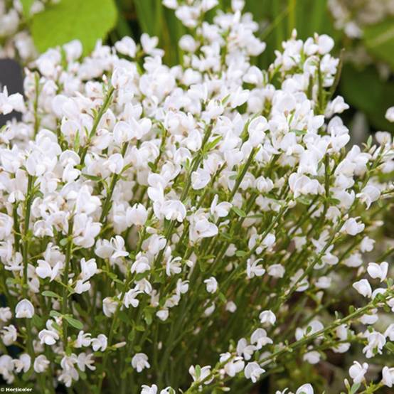 Genêt précoce - Cytisus praecox Albus Pot de 2L/3L - Image 1