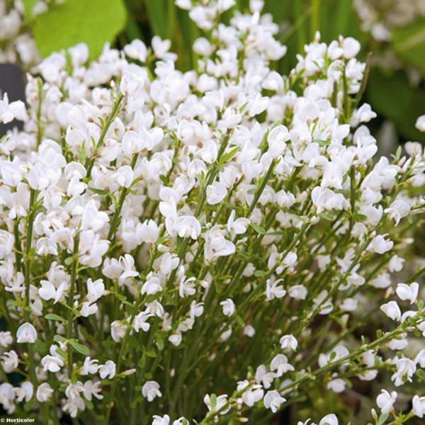 Genêt précoce - Cytisus praecox Albus Pot de 2L/3L