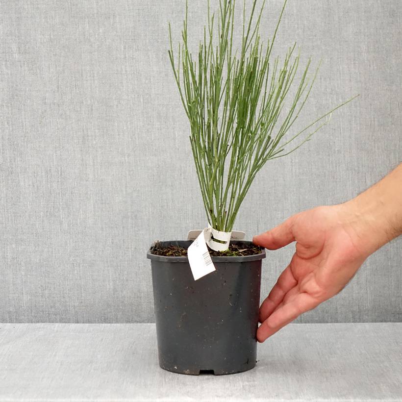 Genêt précoce - Cytisus praecox Albus Pot de 2L/3L - Image 2