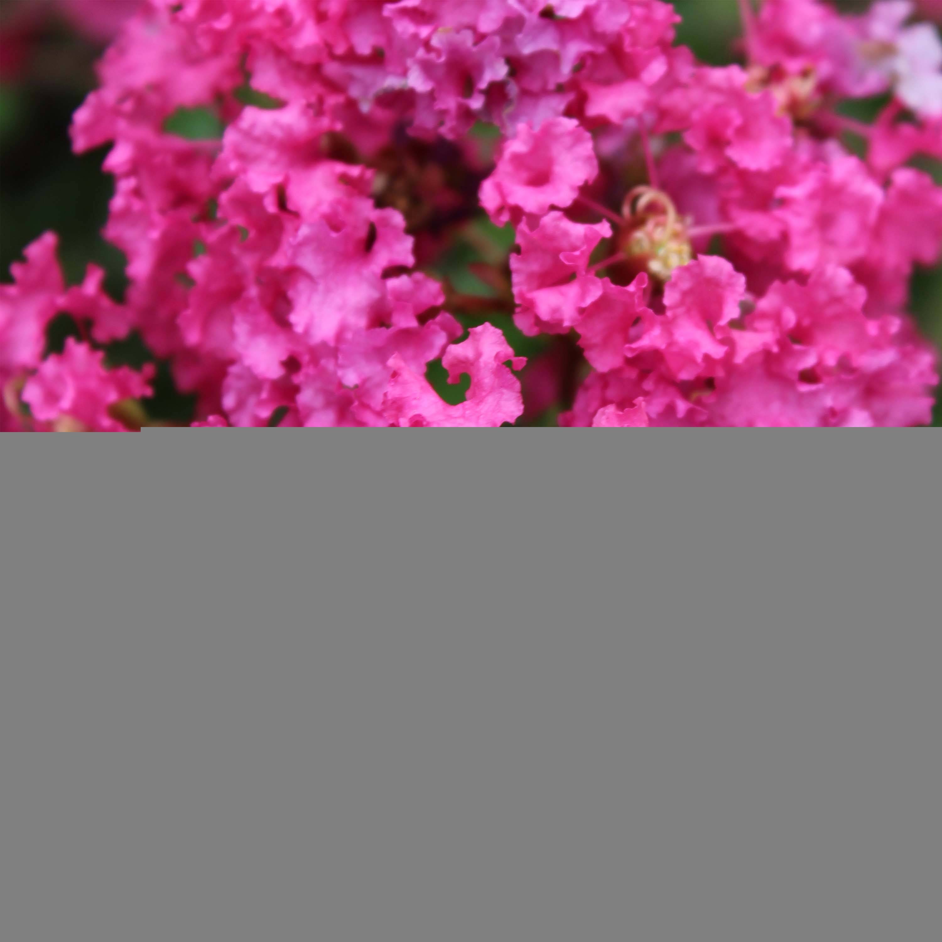Lagerstroemia indica Houston - Lilas des Indes Pot de 3L/4L - Image 1
