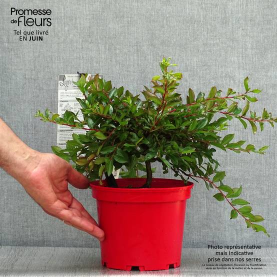 Lagerstroemia indica Houston - Lilas des Indes Pot de 3L/4L - Image 2