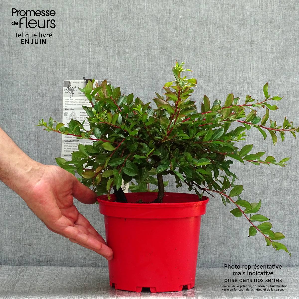 Lagerstroemia indica Houston - Lilas des Indes Pot de 3L/4L - Image 2