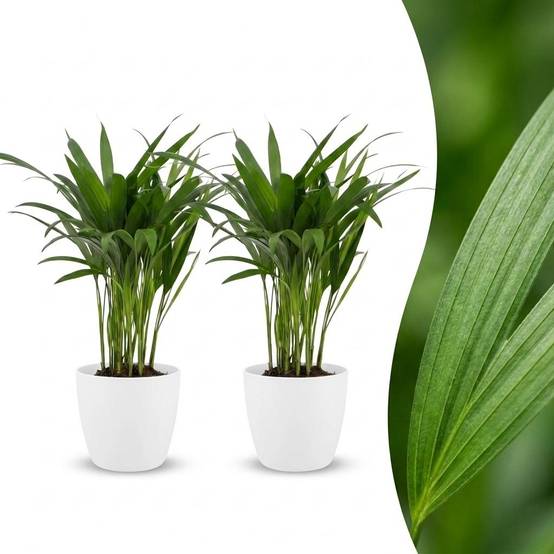 Palmier Areca - Dypsis lutescens - avec pot blanc - lot de 2 - Ø12cm - ↕45cm - Plantes d’intérieur - Image 1