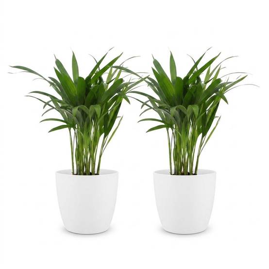 Palmier Areca - Dypsis lutescens - avec pot blanc - lot de 2 - Ø12cm - ↕45cm - Plantes d’intérieur - Image 2
