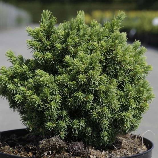 Épicéa - Picea abies Jalako Gold Pot de 2L/3L - Image 1