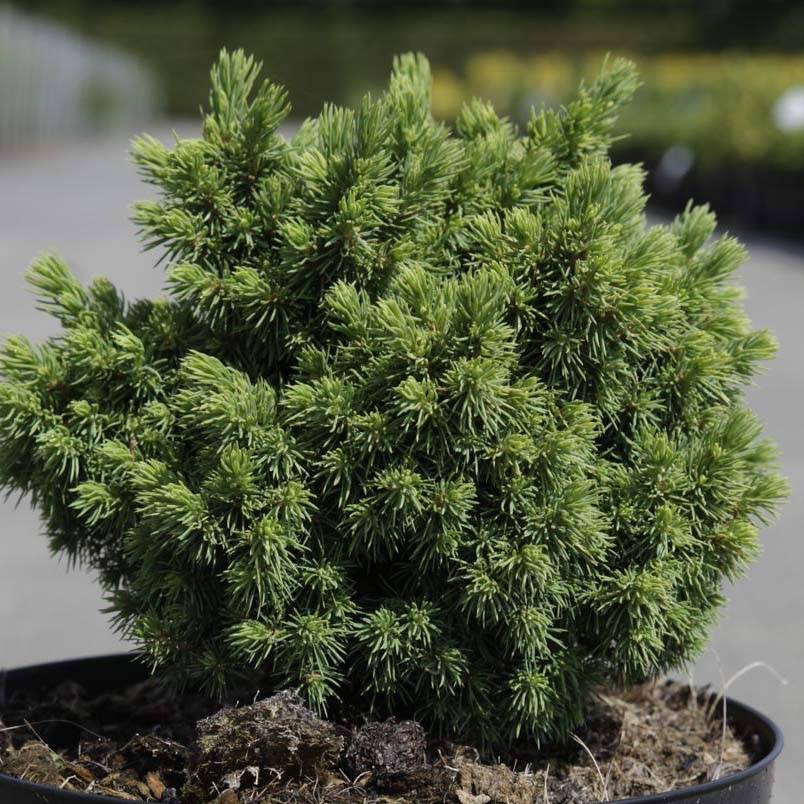 Épicéa - Picea abies Jalako Gold Pot de 2L/3L - Image 1