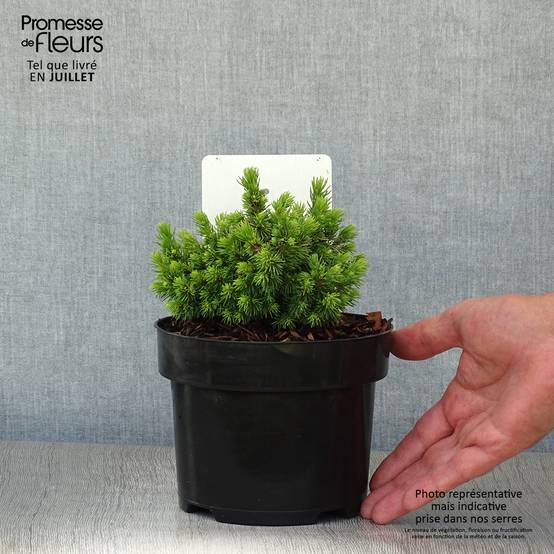 Épicéa - Picea abies Jalako Gold Pot de 2L/3L - Image 2