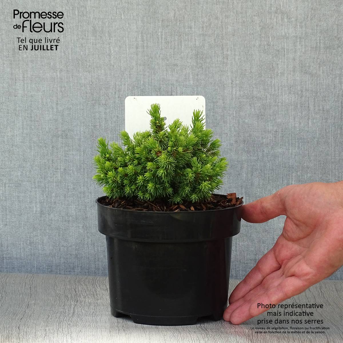 Épicéa - Picea abies Jalako Gold Pot de 2L/3L - Image 2