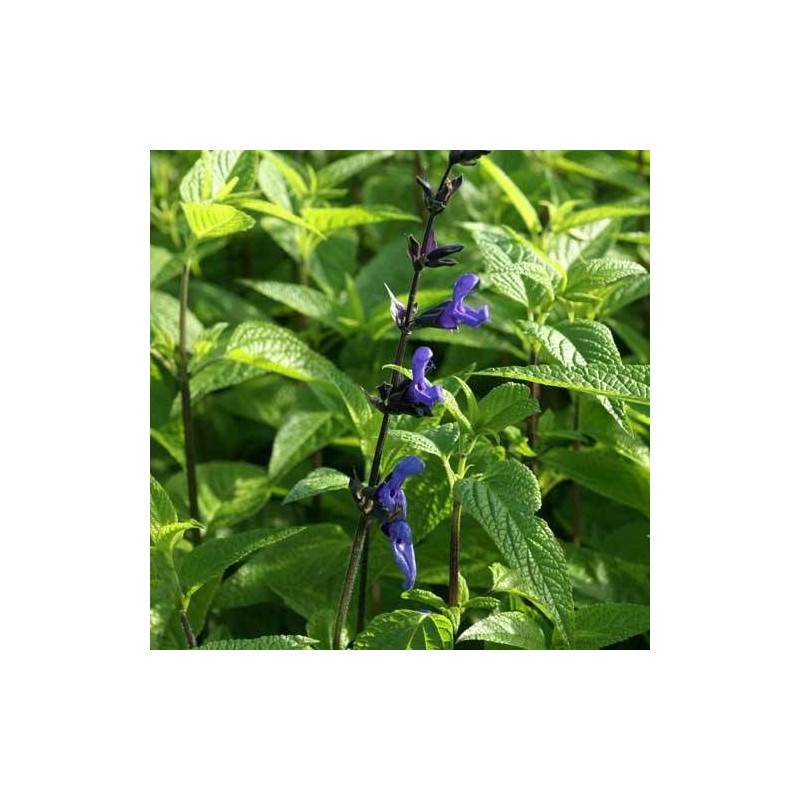 Sauge guarani Black and Blue à fleurs Bleue/Noir - feuillage Caduc - Godet - 5/20 cm - Imagen 6