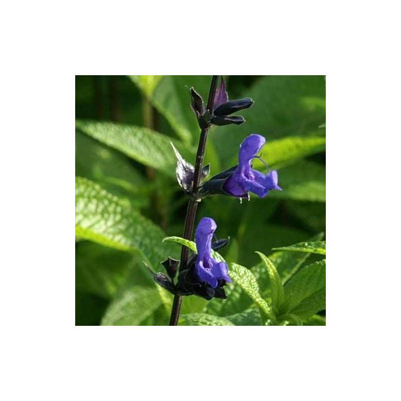 Sauge guarani Black and Blue à fleurs Bleue/Noir - feuillage Caduc - Godet - 5/20 cm - Imagen 5