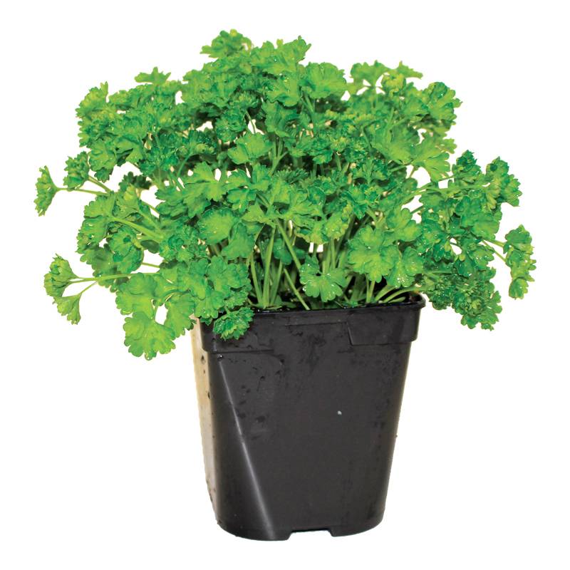 Fleuron D'Anjou - Persil frisé pot de 1 litre