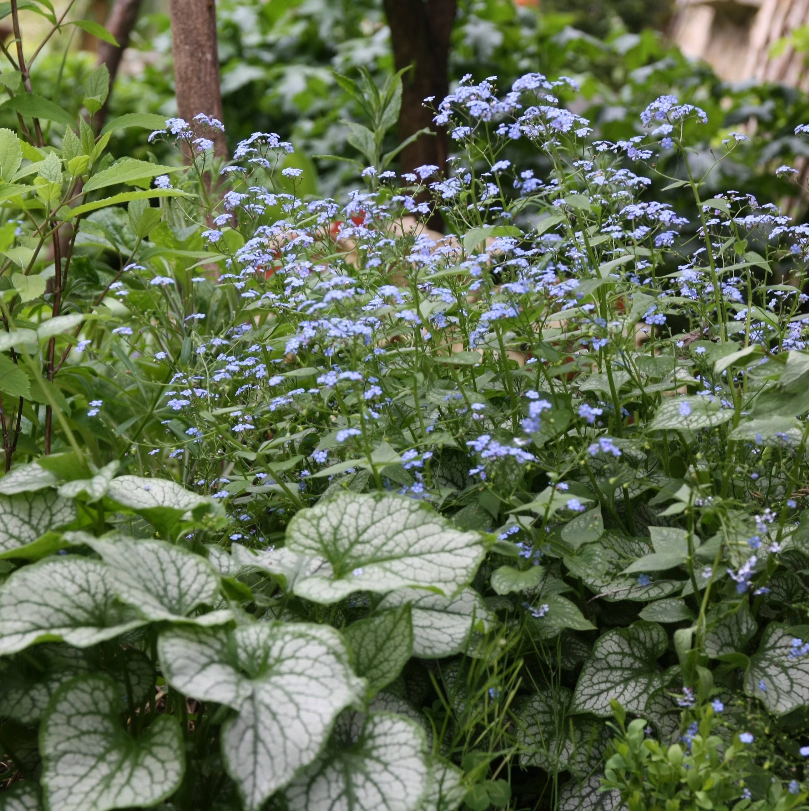 Promesse de Fleurs - Brunnera macrophylla Jack Frost - Myosotis du Caucase Pot de 2L/3L