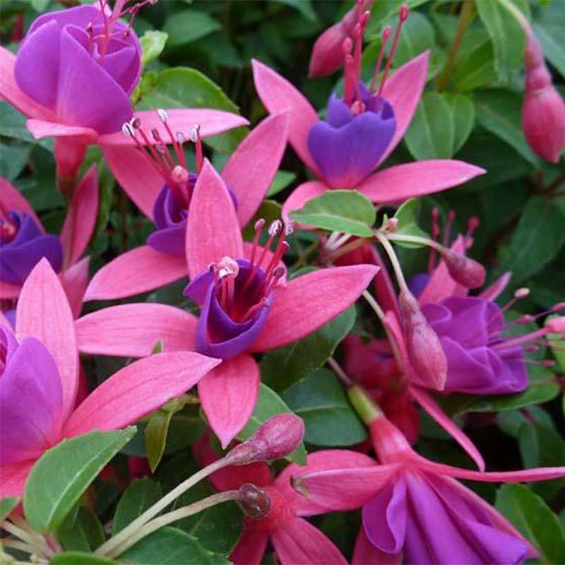 Fuchsia rustique Tom Thumb (Tom Pouce) Godet de 8/9 cm - Image 1