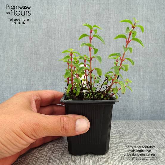 Fuchsia rustique Tom Thumb (Tom Pouce) Godet de 8/9 cm - Image 2