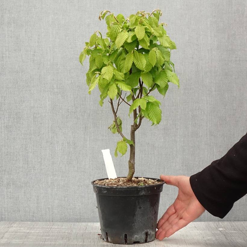 Carpinus betulus Monumentalis - Charme commun Pot de 2L/3L - Image 2