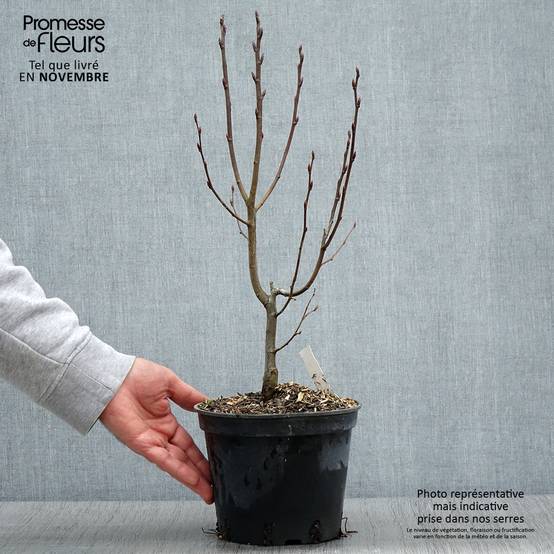 Carpinus betulus Monumentalis - Charme commun Pot de 2L/3L - Image 1