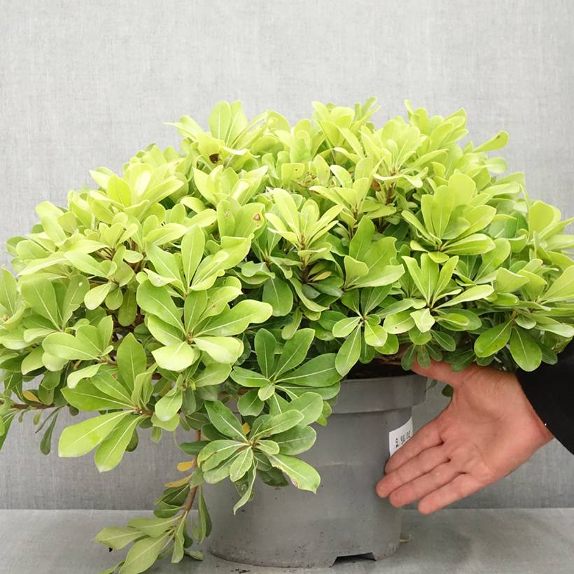 Pittosporum tobira Nanum Pot de 7,5L/10L - Image 2