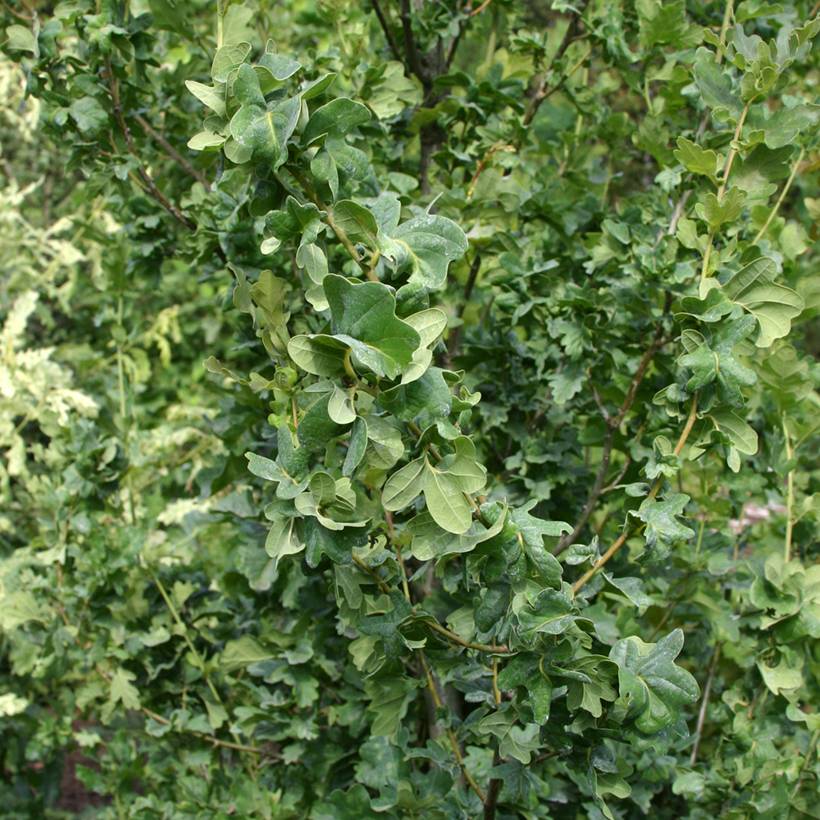 Promesse de Fleurs - Quercus robur Facrist - Chêne pédonculé Pot de 4L/5L - Image 1