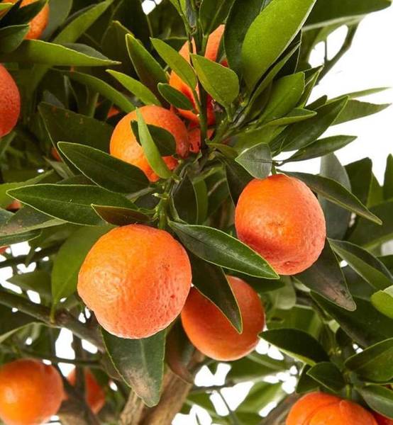 0 - Citrus Kucle agrumes hybride kumquat et clementinier (Kumquatine) Pot de 4 litres - 30/50 cm - Image 1