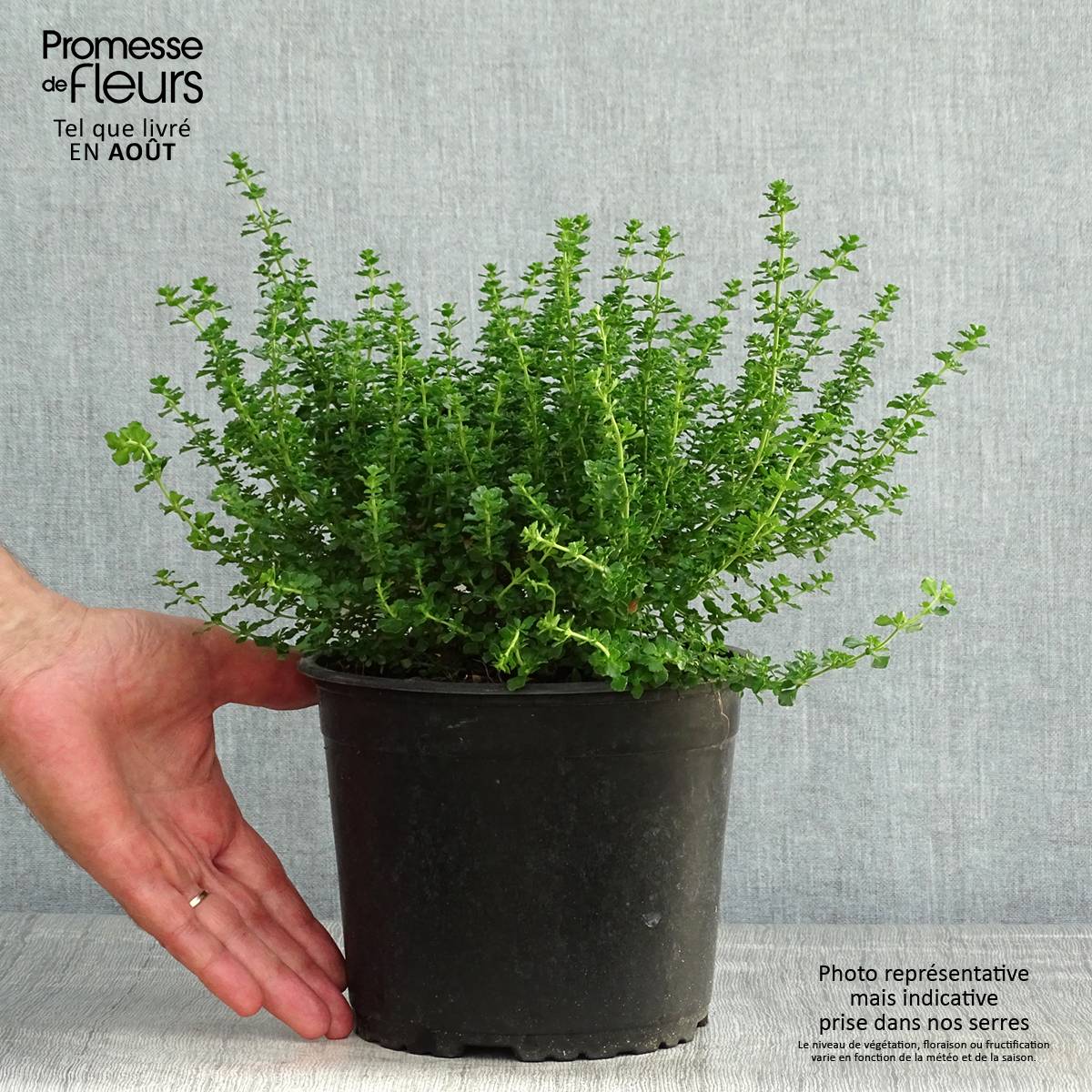 Promesse de Fleurs - Prostanthera cuneata - Menthe Australienne Pot de 2L/3L - Image 2