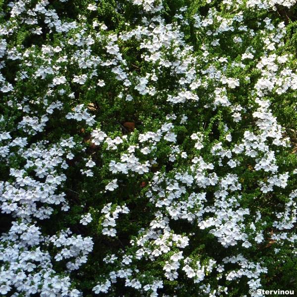 Promesse de Fleurs - Prostanthera cuneata - Menthe Australienne Pot de 2L/3L - Image 1