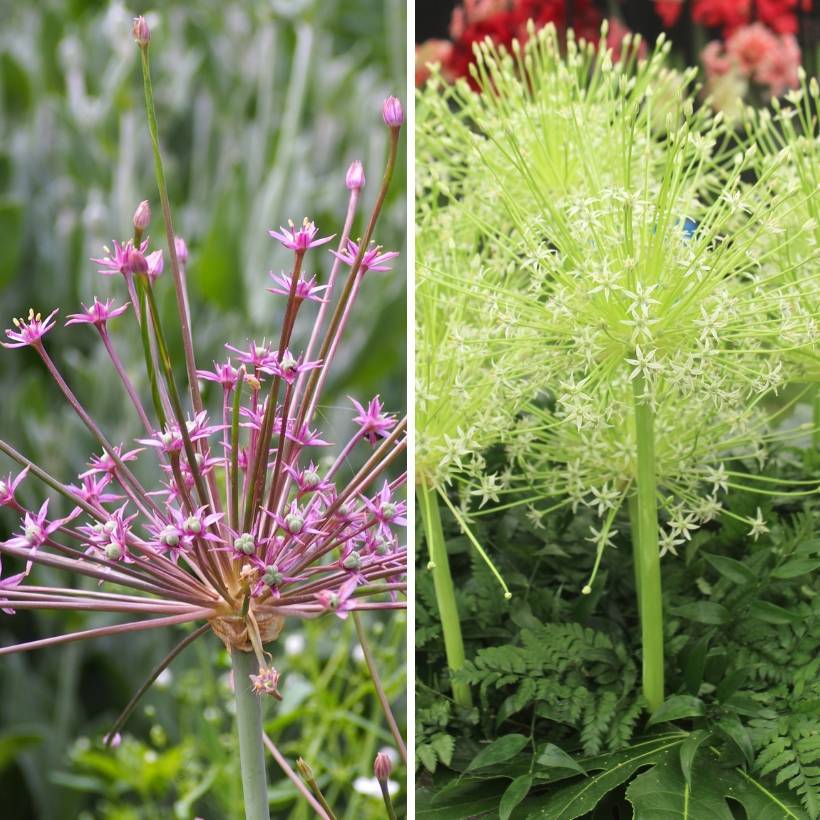 Promesse de Fleurs - Duo Feu d'artifice - Alliums schubertii - Collection de 8 plantes