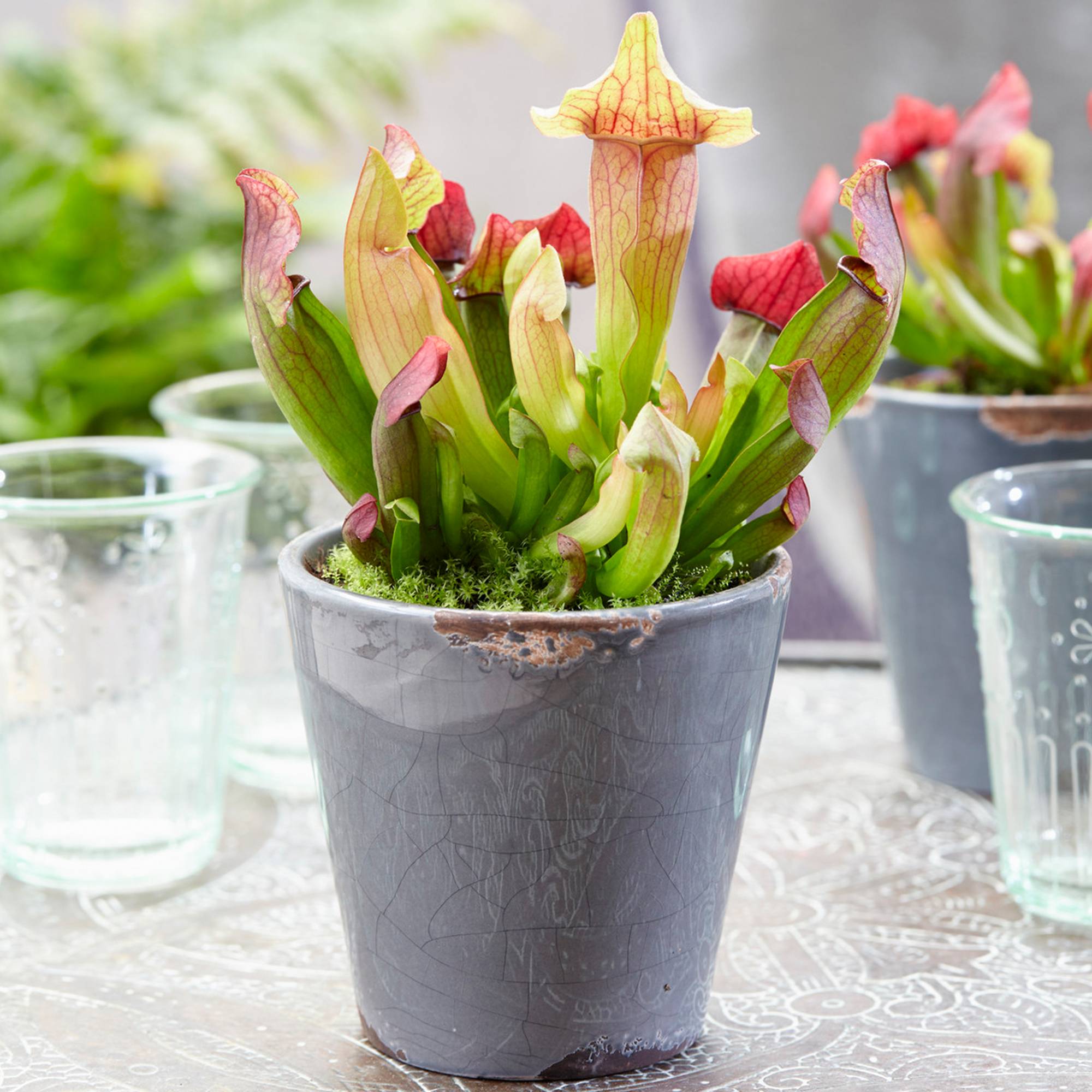Gardenersdream - Sarracenia Smoorii Flytrap | Living Trumpet Pitcher Plant (20-30Cm Incl. Pot) - GardenersDream