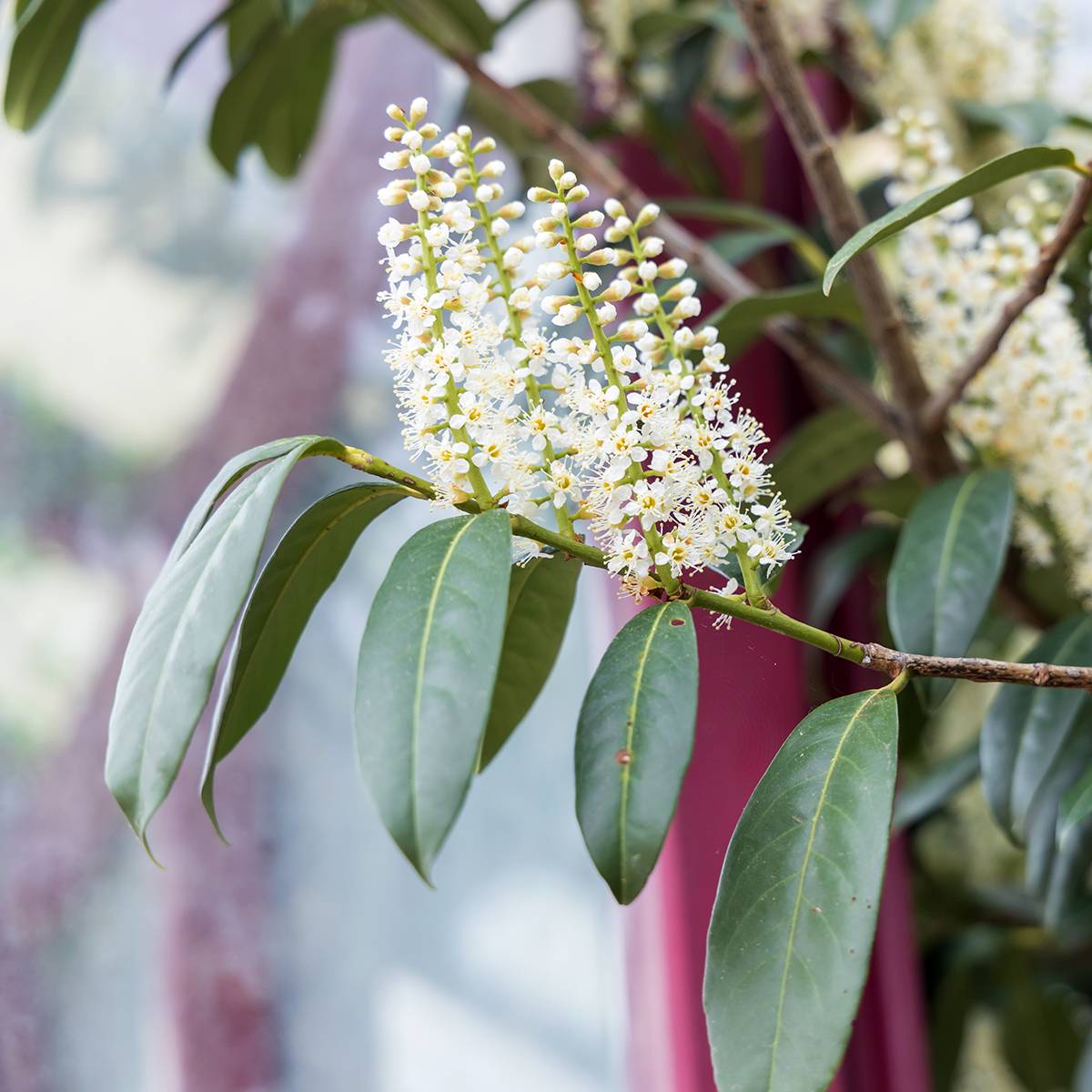 Laurier du Portugal - Prunus lusitanica Pot de 3L/4L - Image 1