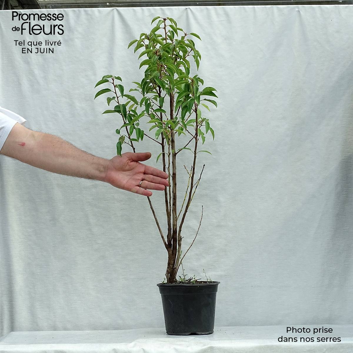 Laurier du Portugal - Prunus lusitanica Pot de 3L/4L - Image 2