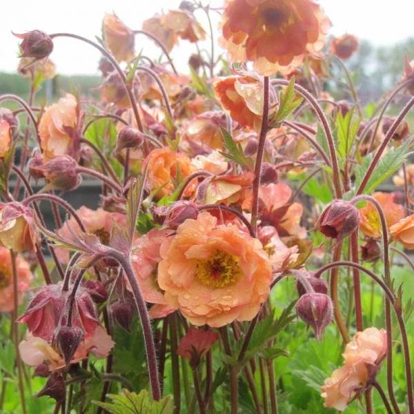 Promesse de Fleurs - Geum Mai Tai - Benoîte saumon abricot Pot de 2L/3L