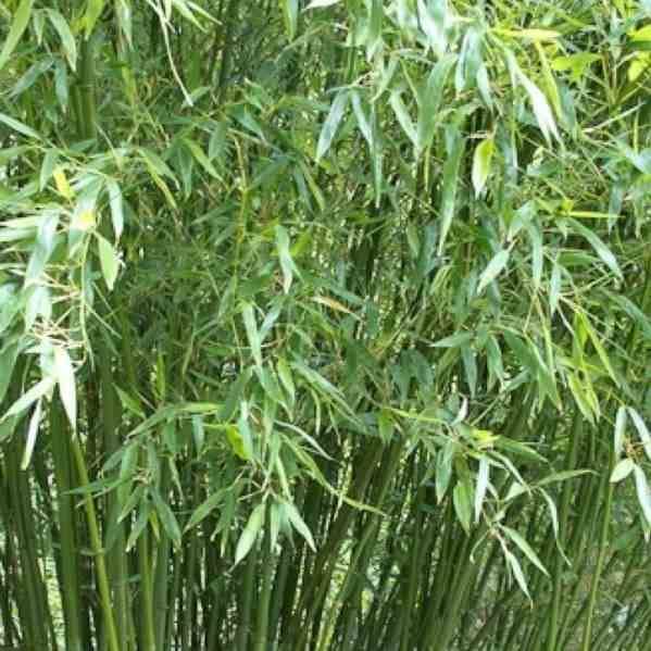 0 - Phyllostachys bissetii Pot de 15L - 150/175cm - Image 3