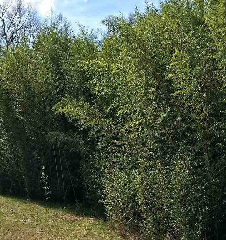 0 - Phyllostachys bissetii Pot de 15L - 150/175cm - Image 2