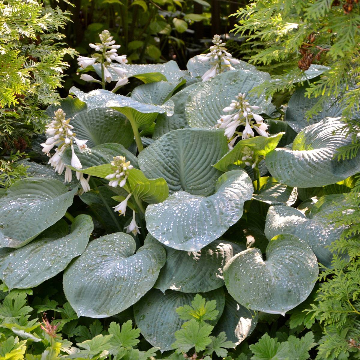Hosta Blue Angel Godet de 8/9 cm