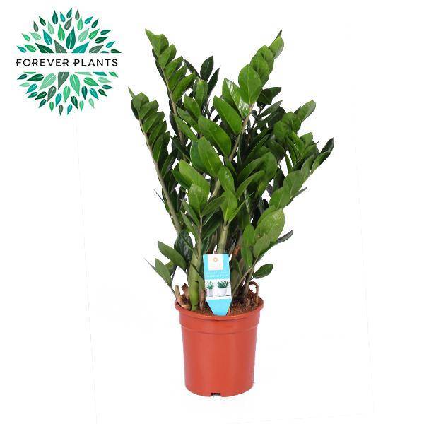 La Green Touch - Zamioculcas Zamiifolia - D21 H95cm