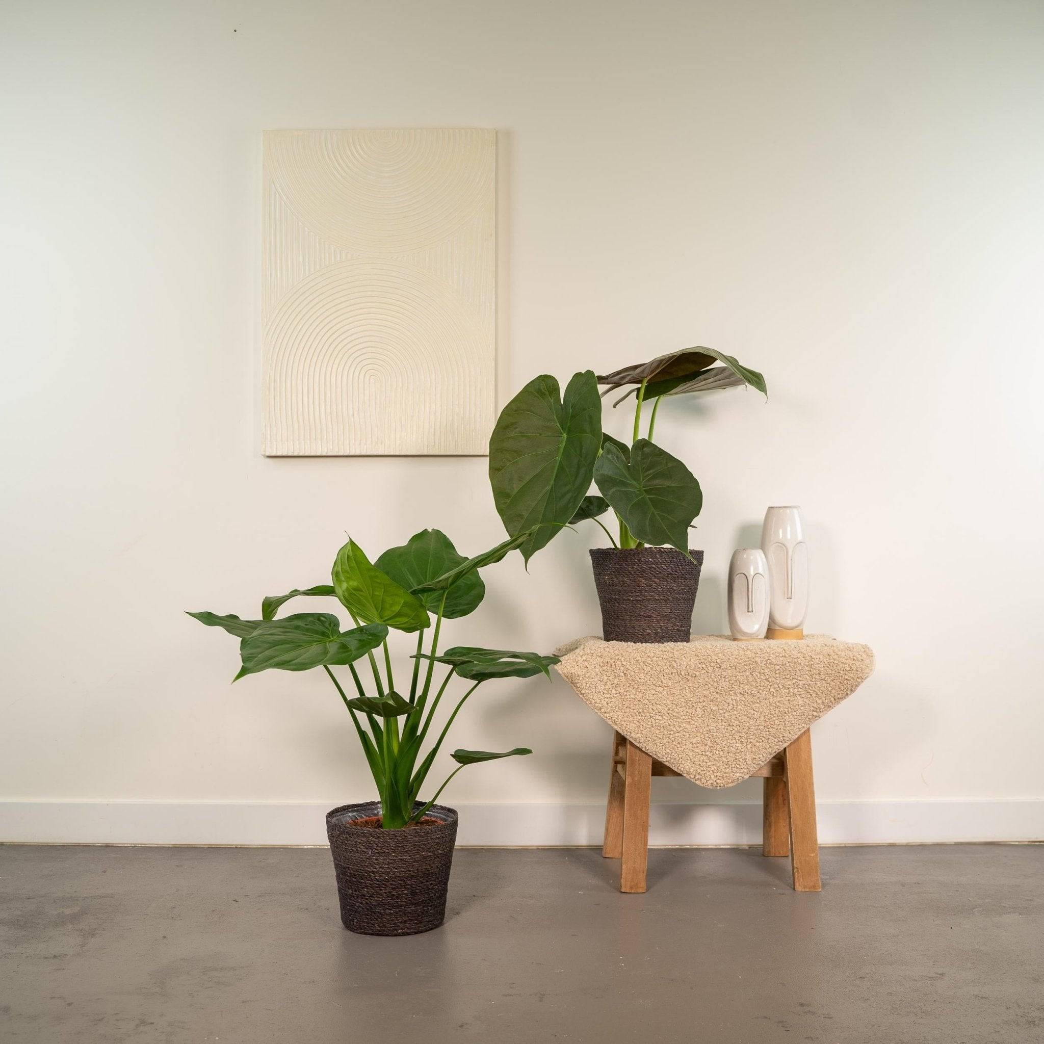 La Green Touch - Alocasia Wentii - Lot de 2 plantes - Coffret cadeau 70cm - Plante d'intérieur- La Green Touch - Imagen 4