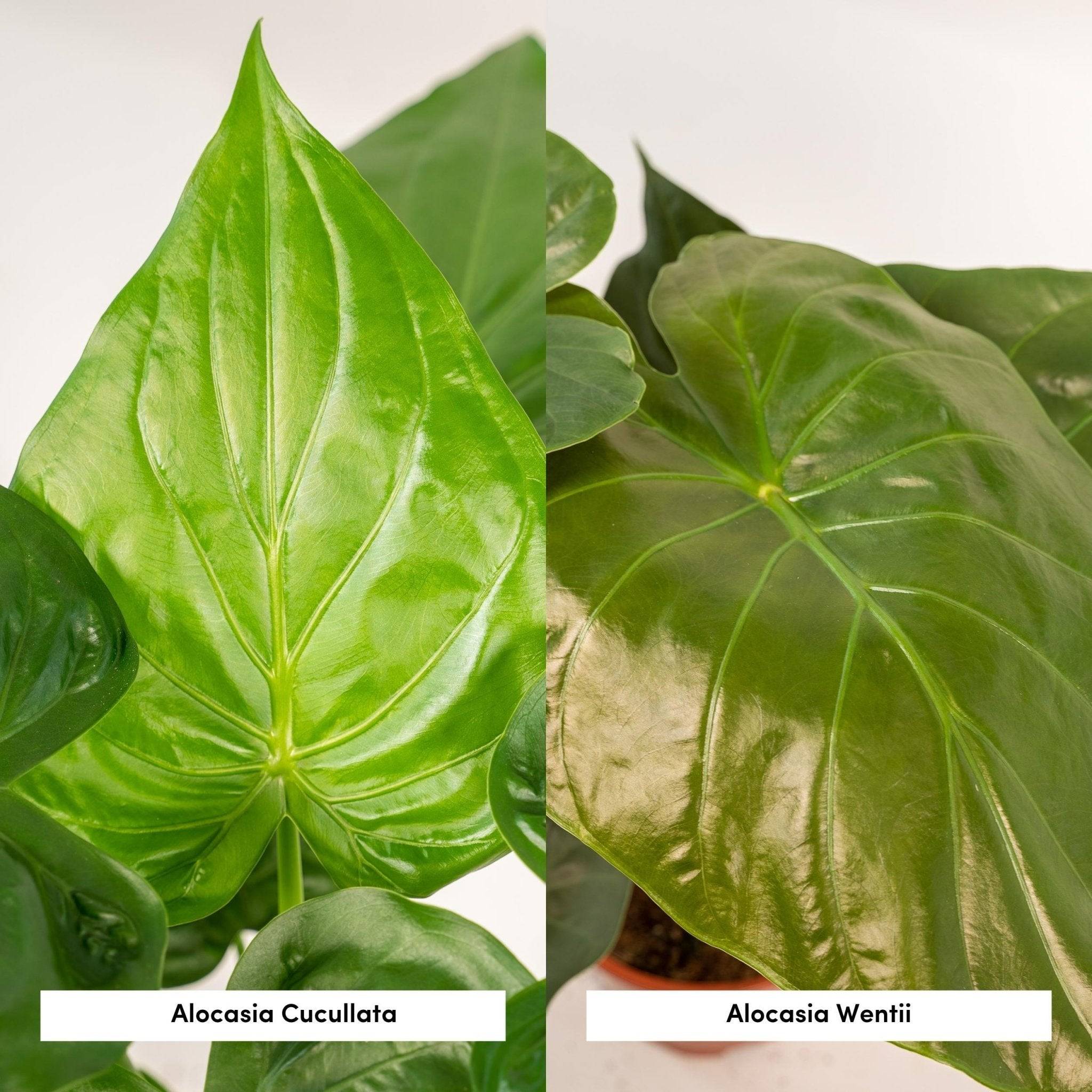 La Green Touch - Alocasia Wentii - Lot de 2 plantes - Coffret cadeau 70cm - Plante d'intérieur- La Green Touch - Imagen 5