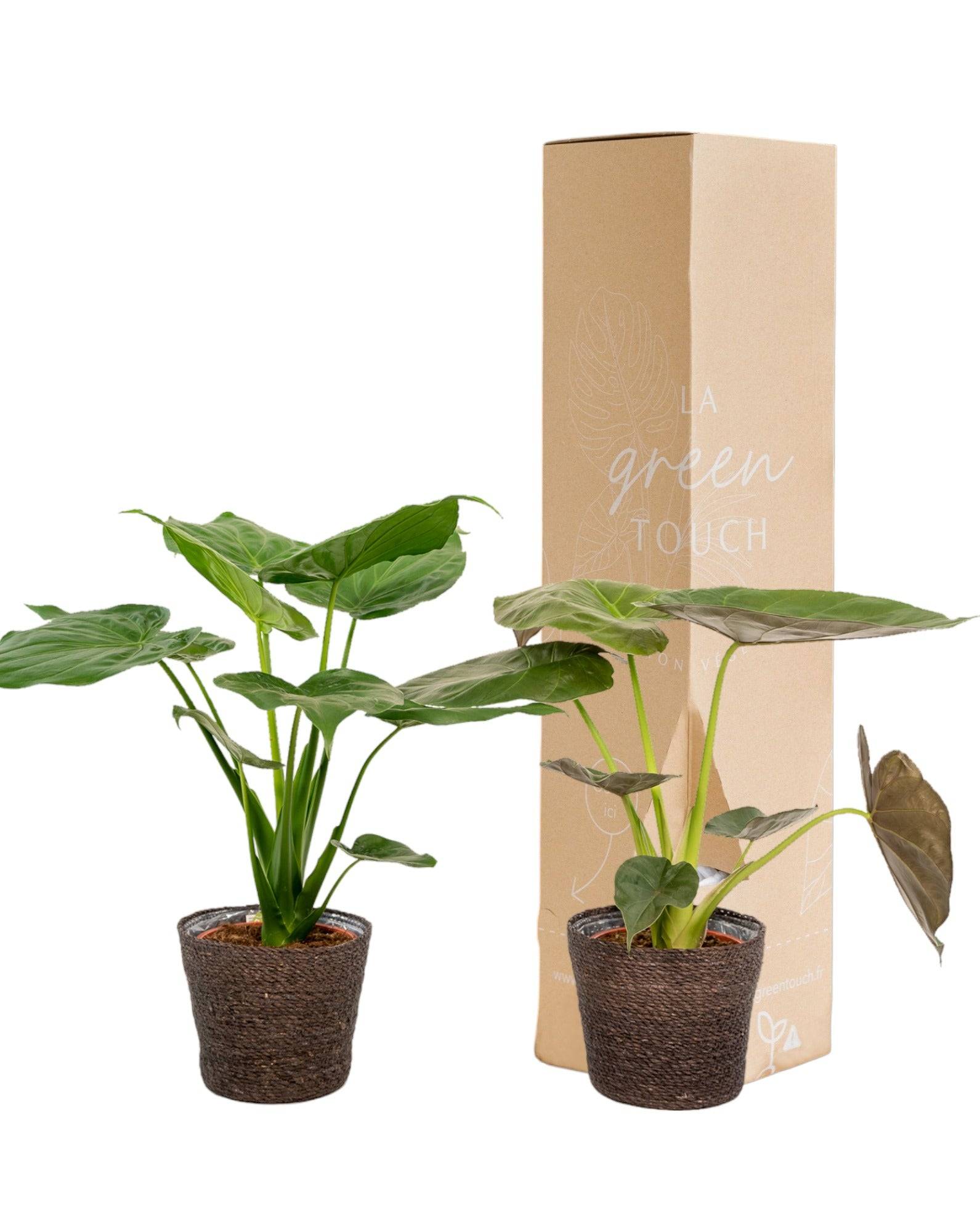 La Green Touch - Alocasia Wentii - Lot de 2 plantes - Coffret cadeau 70cm - Plante d'intérieur- La Green Touch - Imagen 2