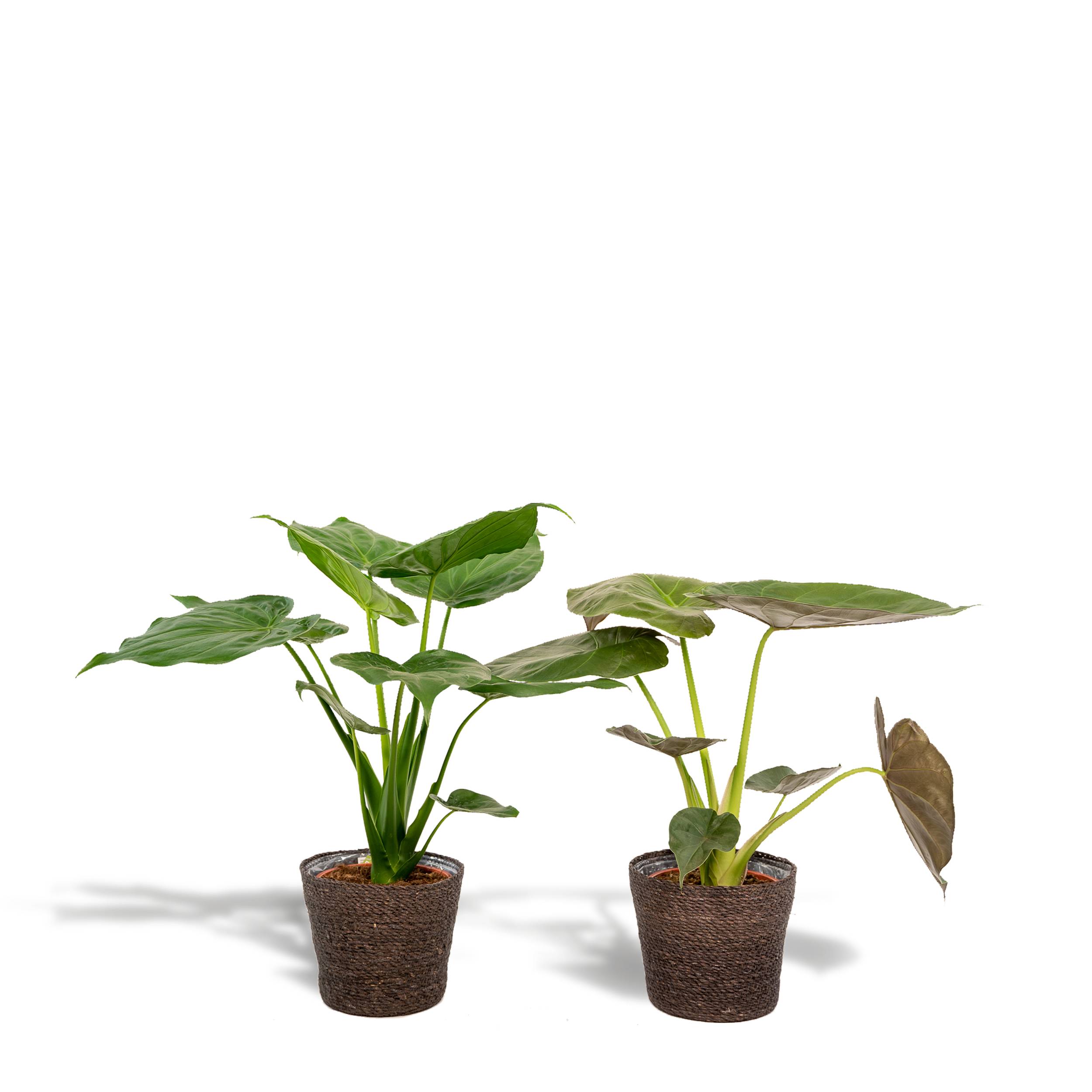 La Green Touch - Alocasia Wentii - Lot de 2 plantes - Coffret cadeau 70cm - Plante d'intérieur- La Green Touch - Imagen 1