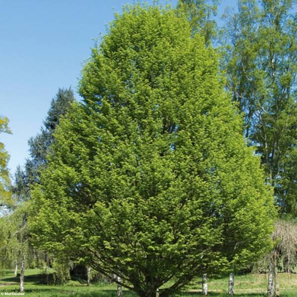 Promesse de Fleurs - Carpinus betulus Fastigiata - Charme fastigié Pot de 4L/5L