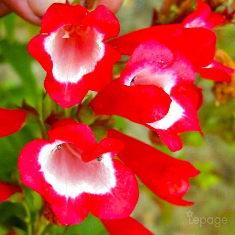 3 Galanes 'Le Phare' (Penstemon 'Le Phare') - Lot de 3 vivaces - Pépinières Naudet