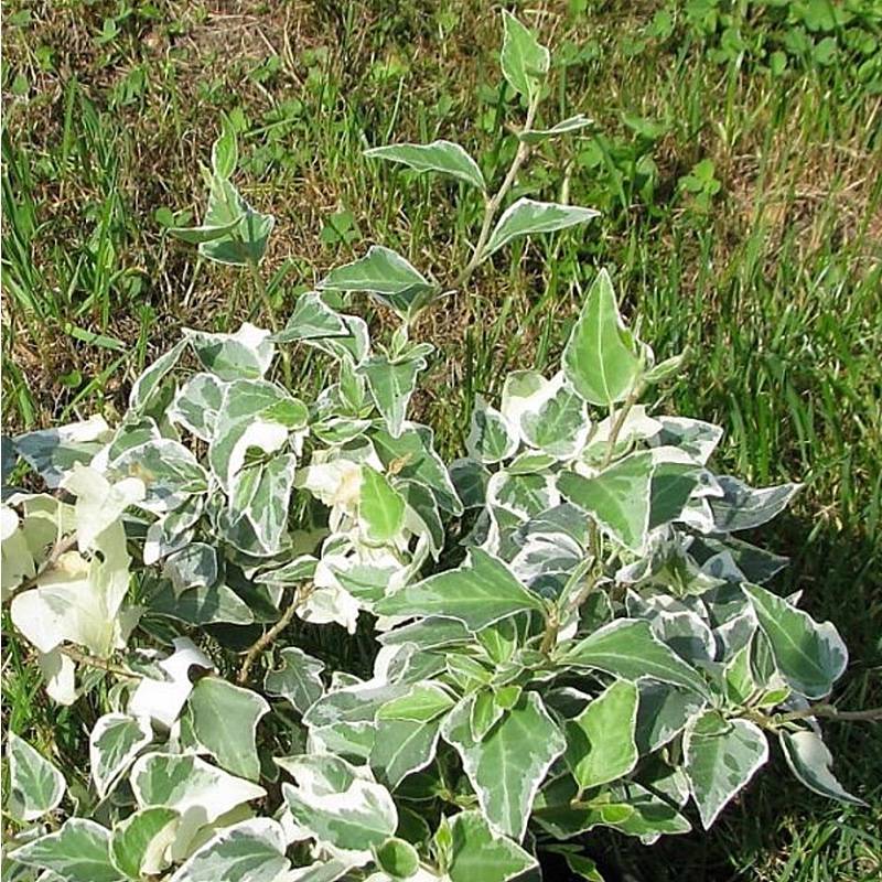 Lierre commun - Hedera helix Little Diamond Pot de 3L/4L