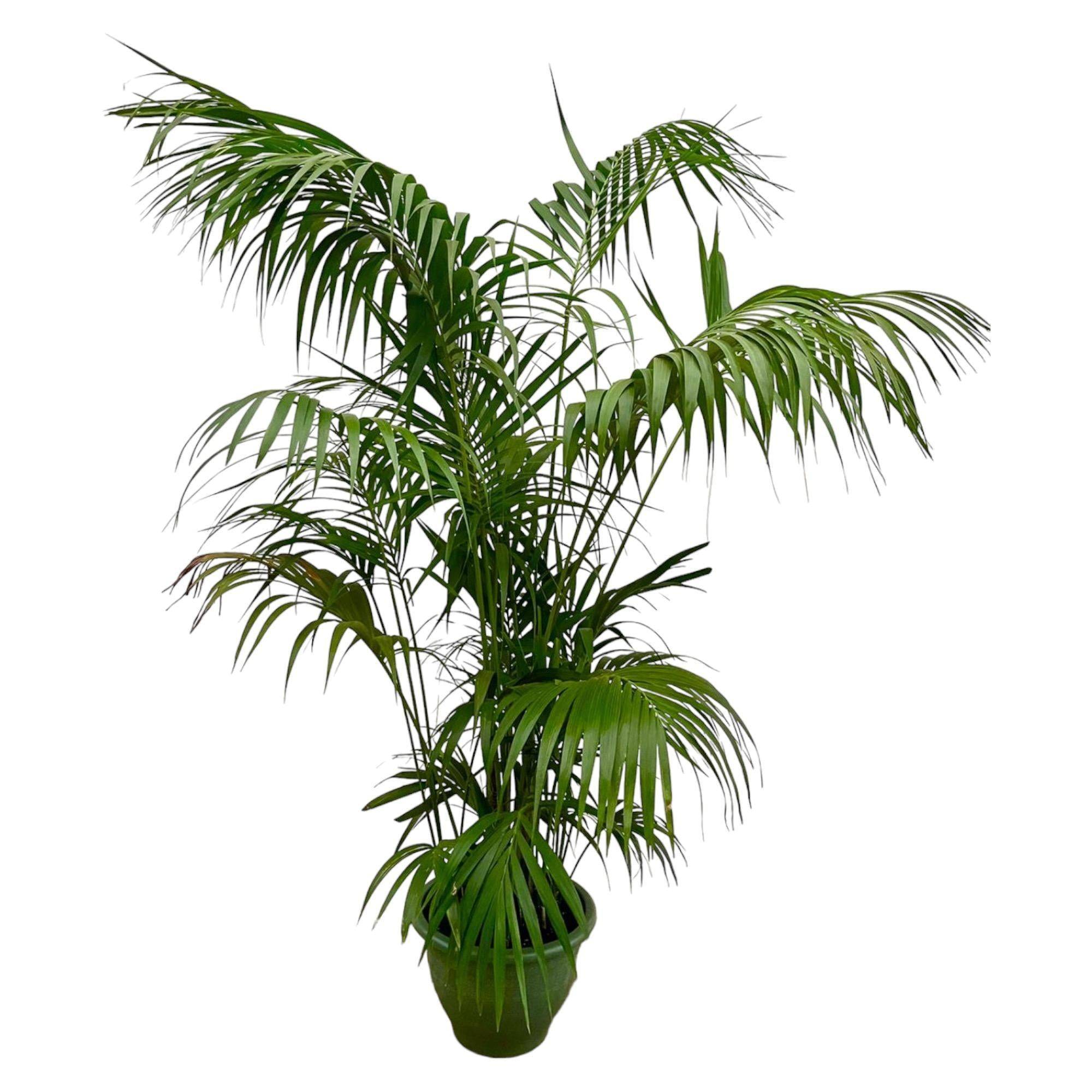 La Green Touch - Kentia Palm Xxl - D40 H260cm