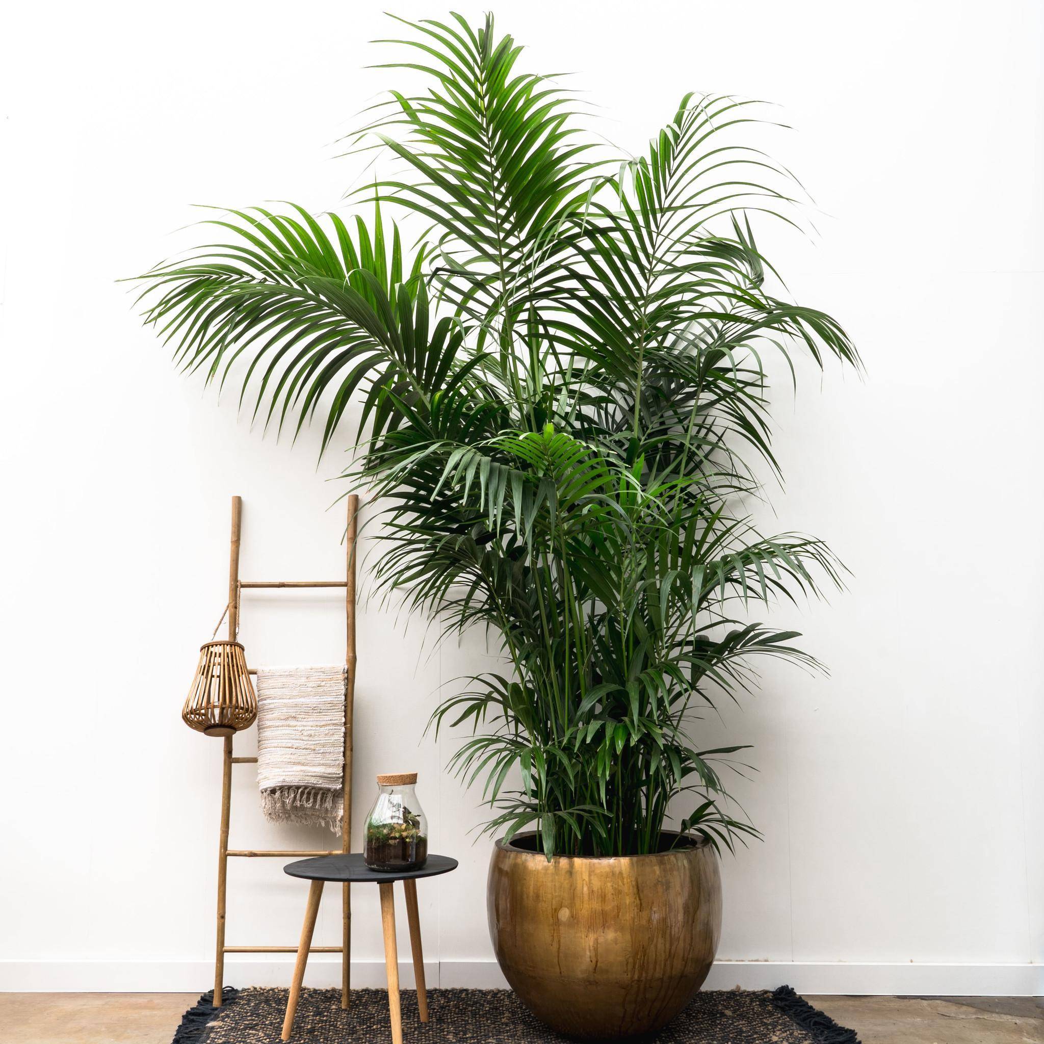 La Green Touch - Kentia Palm Xxl - D40 H260cm - Image 3