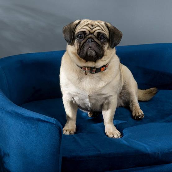 Canapé pour petit chien velours intérieur matelas doux 86cm bleu - ComfortXL Outdoor Living - Image 10