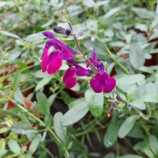 Sauge arbustive Violette de Loire - Salvia jamensis Pot de 2L/3L