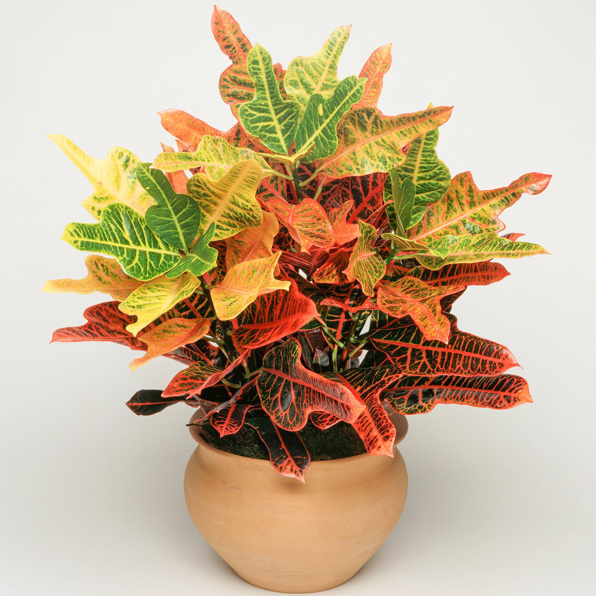 Gardenersdream - Codiaeum "Excellent" | Croton De 35 À 45 Cm | Cadeau De Plante D'Intérieur En Pot - GardenersDream