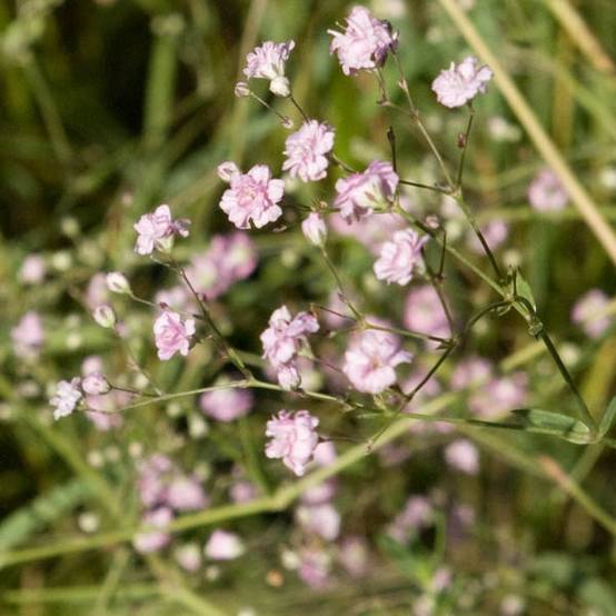 Gypsophila paniculata flamingo Godet de 8/9 cm