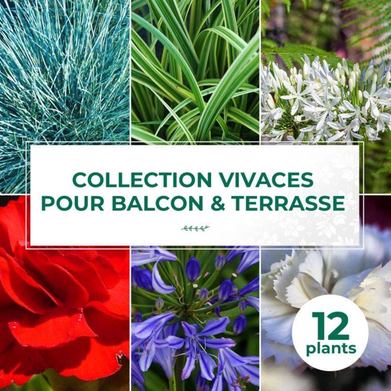 Collection de 13 vivaces pour balcons et terrasses -  - Pépinières Naudet - Imagen 1